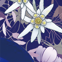 Edelweiss